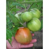 Adamova jabuka paradajz