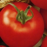 Aljaški paradajz: recenzije + fotografije onih koji su posadili