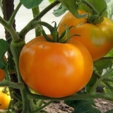 Altai narandžasti paradajz: opis i karakteristike sorte