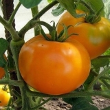 Altai narandžasti paradajz