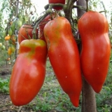 Paradajz grimizni mustang: recenzije, fotografije