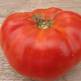 Paradajz andreevsky iznenađenje: karakteristike i opis sorte