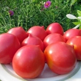 Paradajz andreevsky iznenađenje: karakteristike i opis sorte