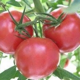 Paradajz andromeda f1: opis sorte, fotografije, recenzije