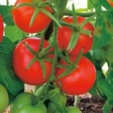 Paradajz maćuhica f1: karakteristike i opis sorte