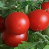 Astrakhan paradajz: karakteristike i opis sorte