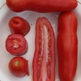 Paradajz auria: opis, recenzije