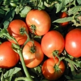 Bagheera paradajz f1