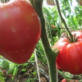 Batyanya paradajz: karakteristike i opis sorte