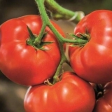 Paradajz govedina velika: karakteristike i opis sorte