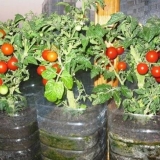 Bonsai od paradajza: karakteristike i opis sorte