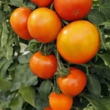 Paradajz čeljabinsk meteorit: recenzije + fotografije