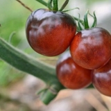 Borovnica paradajz