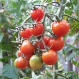 Cherry blossom paradajz
