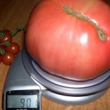 Čudo zemlje od paradajza: opis sorte, fotografije, recenzije