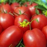 Tomato diabolic f1: recenzije + fotografije