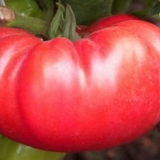 Paradajz dobrynya nikitich