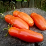 Ogrevno drvo paradajza: opis i karakteristike sorte