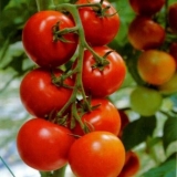 Hrastov paradajz