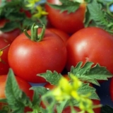 Gina paradajz tst: karakteristike i opis sorte, recenzije