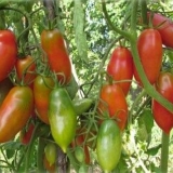 Francuski paradajz grožđa: karakteristike i opis sorte