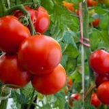 Paradajz gavroš: karakteristike i opis sorte