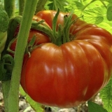Gigantski paradajz