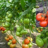 Gravitacioni paradajz f1