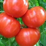 Khlynovsky paradajz f1: recenzije, fotografije