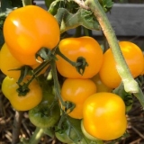 Amber paradajz: karakteristike i opis sorte