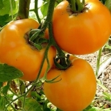 Amber paradajz