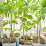 Japanski paradajz: karakteristike i opis sorte