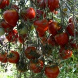 Godišnji paradajz tarasenko: recenzije + fotografije