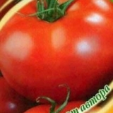 Paradajz kirzhach: karakteristike i opis sorte