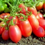 Ruski paradajz