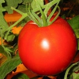 Paradajz crveni pijetao: karakteristike i opis sorte