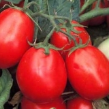 Kapsula od paradajza