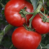 Lutka od rajčice f1: opis, fotografija, recenzije