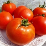 Labrador od rajčice: recenzije + fotografije