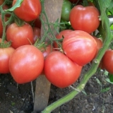 Paradajz malina carstvo: karakteristike i opis sorte