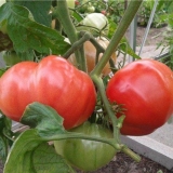 Paradajz malina slon: karakteristike i opis sorte