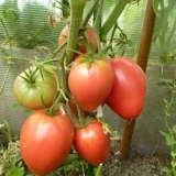 Mazarini paradajz: karakteristike i opis sorte