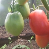 Čaše za paradajz minusinsk: roze, narandžaste, crvene