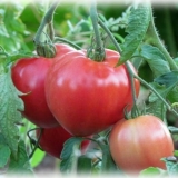 Paradajz medvjeđe klupko stopalo: recenzije