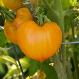 Narandžasti paradajz od jagode: opis sorte, fotografije, recenzije
