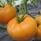 Paradajz narandžasti div: karakteristike i opis sorte
