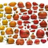 Paradajz narandžasti slon: recenzije, fotografije