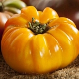 Narandžasti slon paradajz