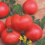 Perzijski paradajz: karakteristike i opis sorte