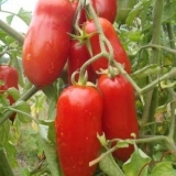 Paradajz peršun baštovan